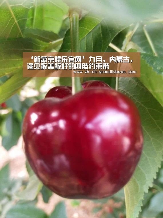 新葡京娱乐官网